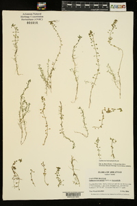 Callitriche heterophylla image