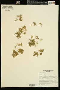 Callitriche nuttallii image