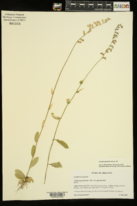 Lobelia appendiculata image