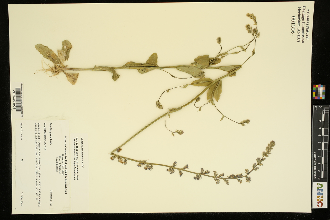 Lobelia appendiculata image