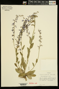 Lobelia gattingeri image