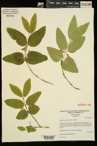 Lonicera canadensis image