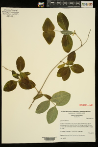 Lonicera dioica image