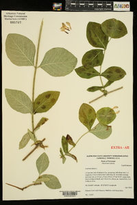 Lonicera dioica image