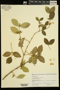 Lonicera fragrantissima image