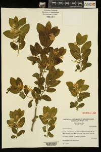 Lonicera tatarica image