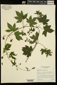 Humulus japonicus image