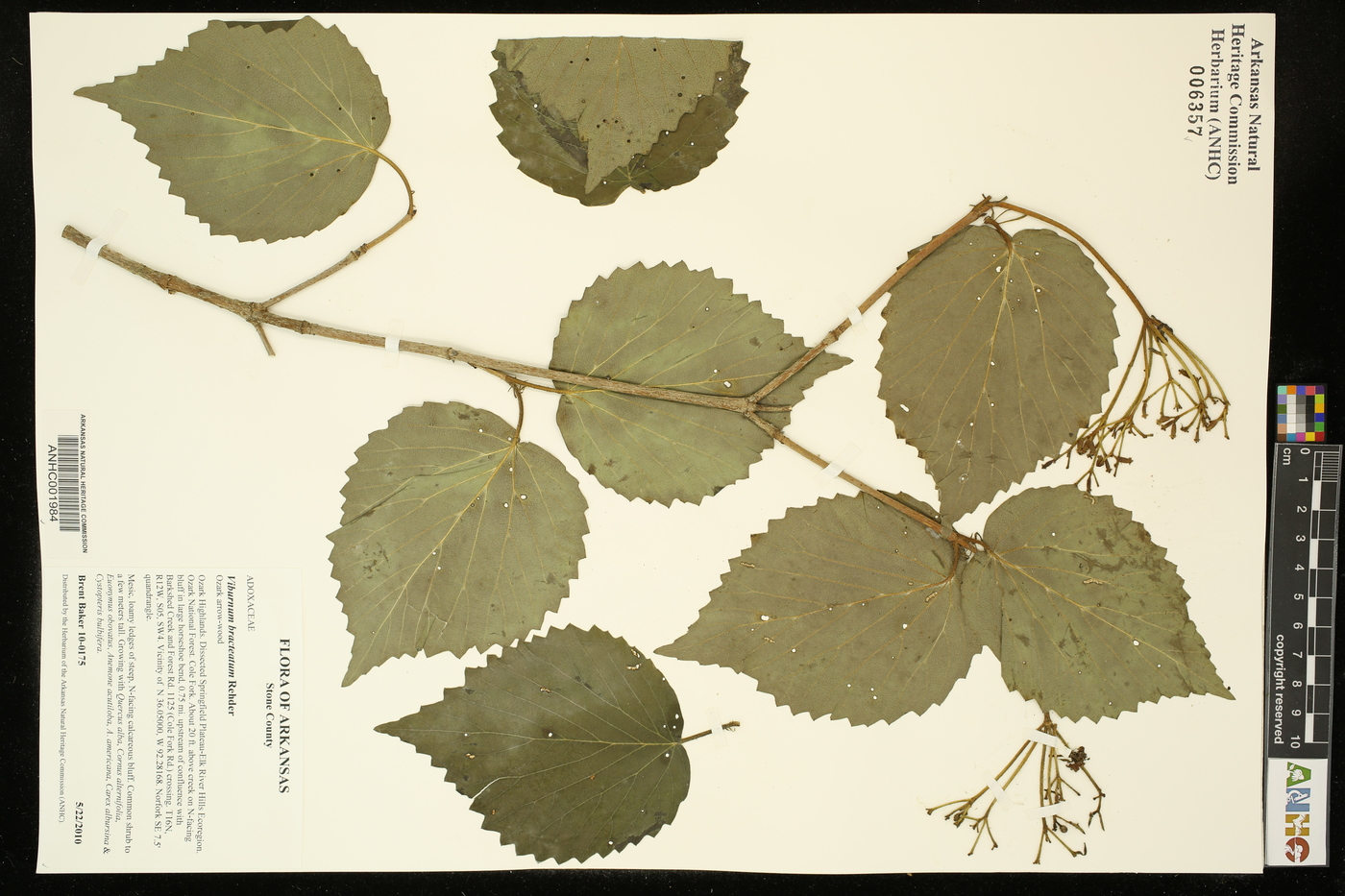 Viburnum bracteatum image