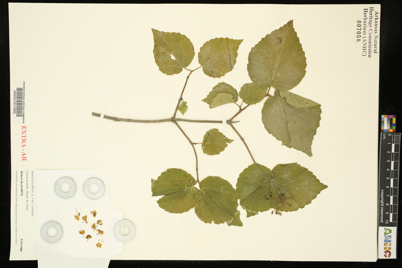 Viburnum bracteatum image