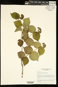 Viburnum rafinesqueanum image