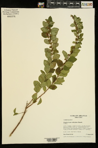 Symphoricarpos orbiculatus image