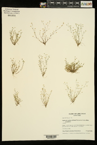 Sagina decumbens subsp. decumbens image