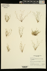 Sagina decumbens image