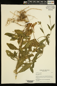 Silene latifolia image