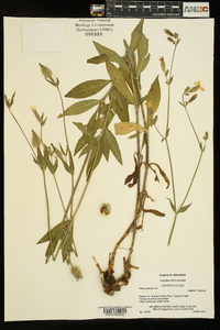 Silene latifolia image