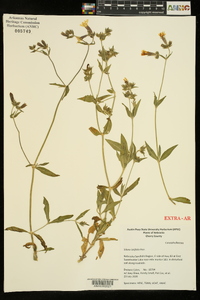 Silene latifolia image