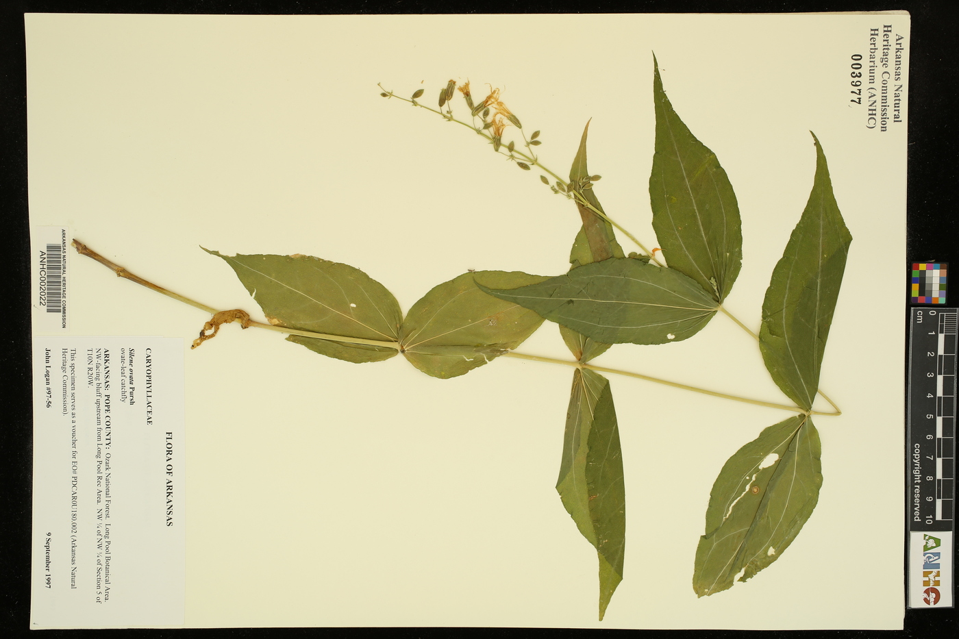 Silene ovata image