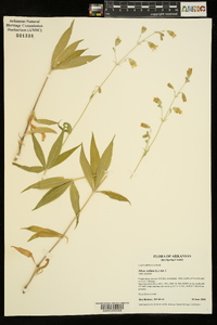 Silene stellata image