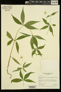 Silene stellata image