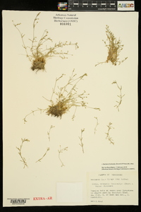 Stellaria fontinalis image