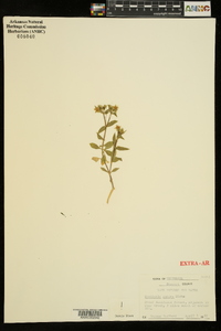 Stellaria pubera image