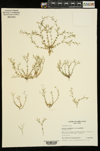 Arenaria serpyllifolia var. serpyllifolia image