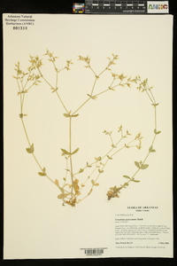 Cerastium glomeratum image