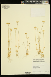 Holosteum umbellatum subsp. umbellatum image