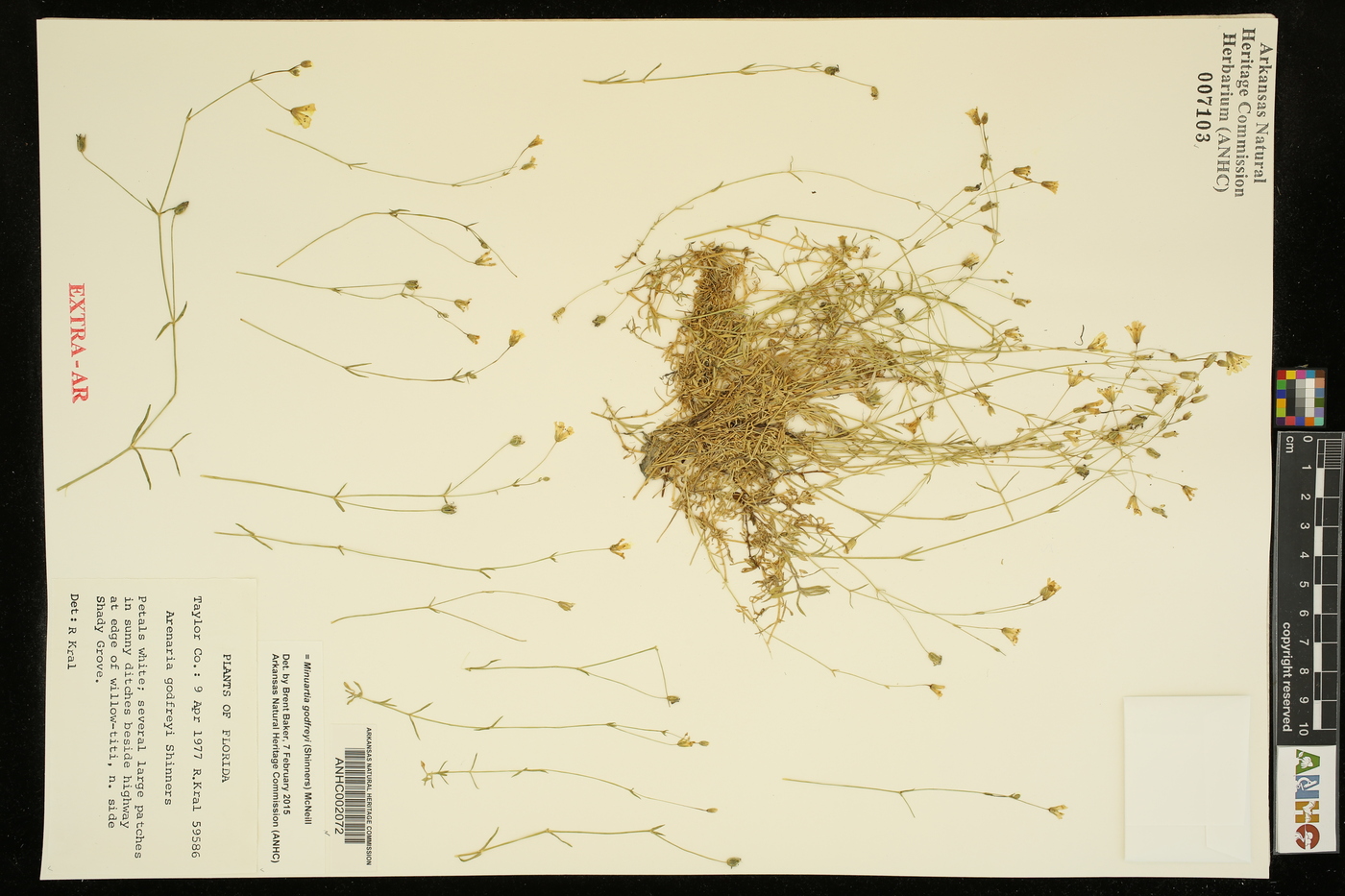 Minuartia godfreyi image