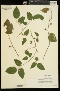 Celtis tenuifolia image