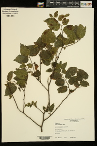 Celtis tenuifolia image