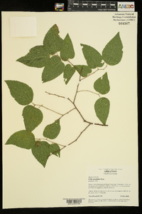 Celtis tenuifolia image