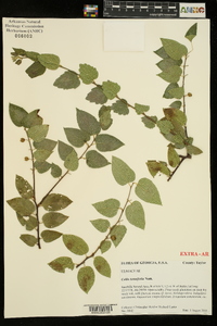 Celtis tenuifolia image