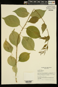 Celastrus scandens image