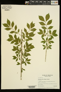 Euonymus alatus image