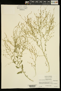 Cycloloma atriplicifolium image