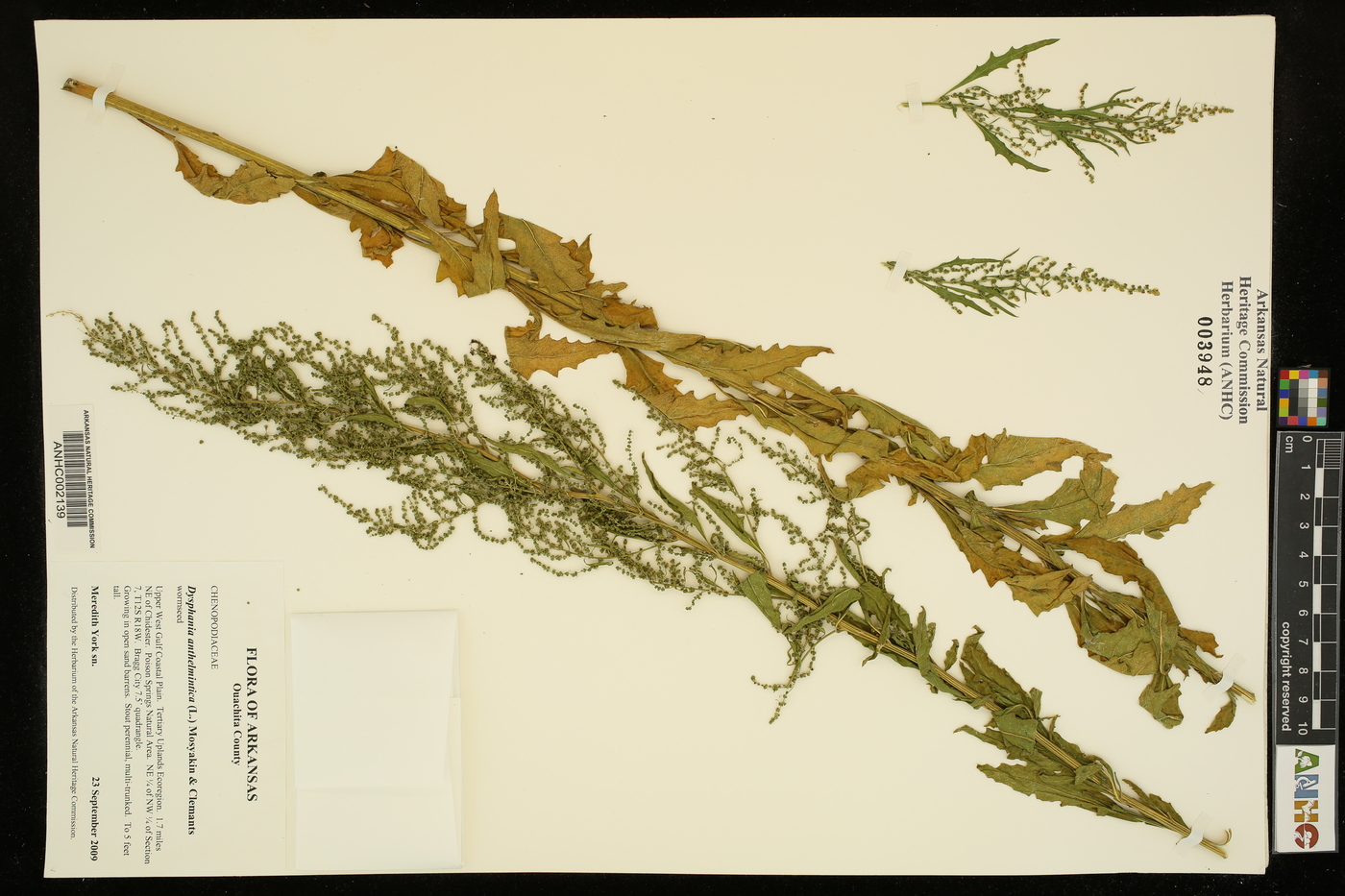 Dysphania anthelmintica image