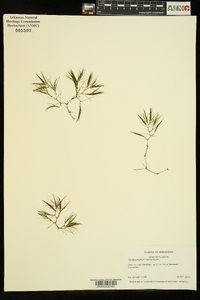 Ceratophyllum demersum image