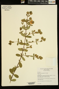 Hypericum crux-andreae image