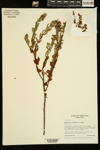 Hypericum crux-andreae image