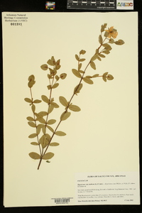 Hypericum crux-andreae image