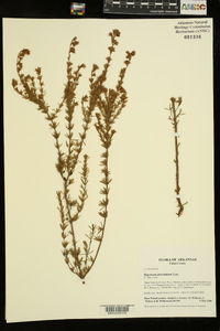 Hypericum fasciculatum image