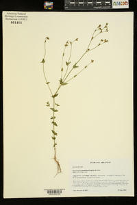 Hypericum gymnanthum image