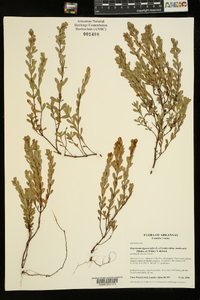 Hypericum hypericoides subsp. multicaule image