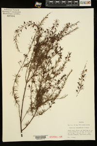 Hypericum lissophloeus image