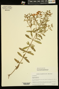 Hypericum lobocarpum image