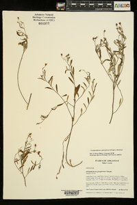 Crocanthemum georgianum image