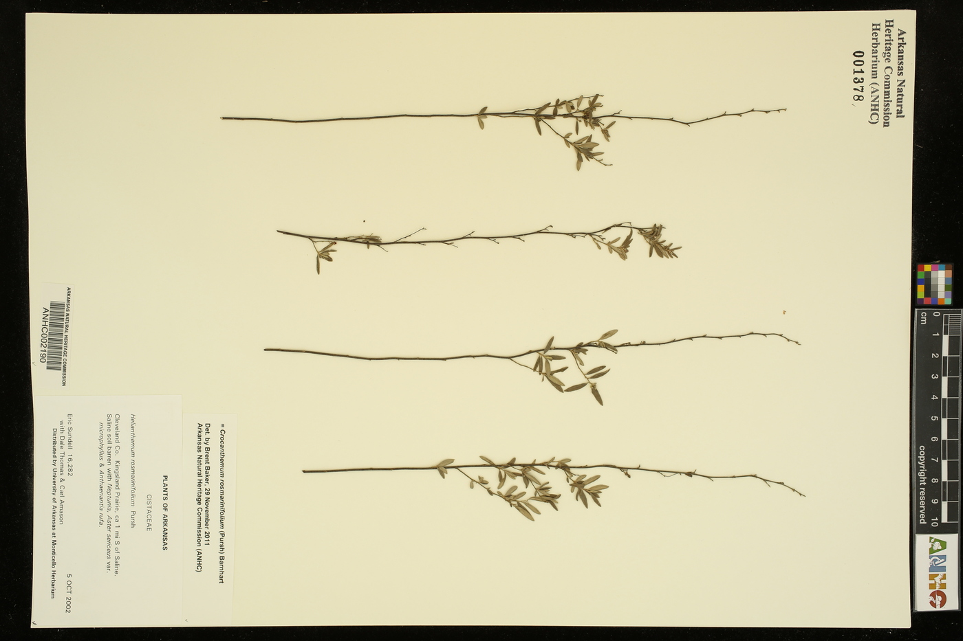 Crocanthemum rosmarinifolium image