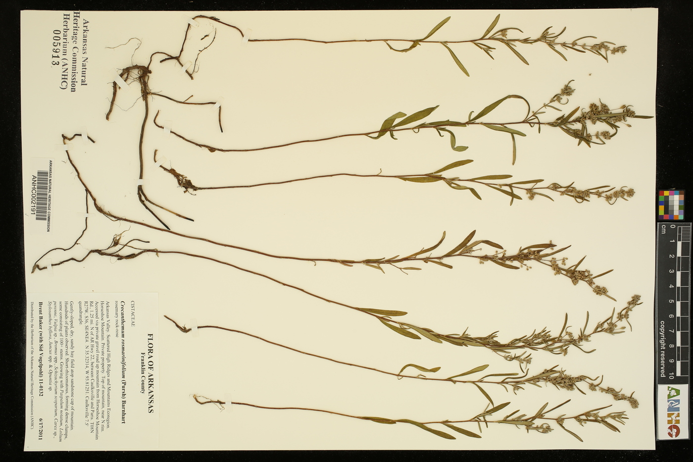 Crocanthemum rosmarinifolium image