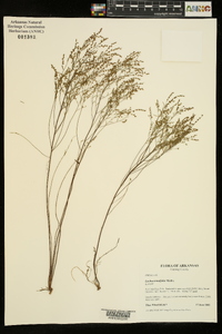 Lechea tenuifolia image